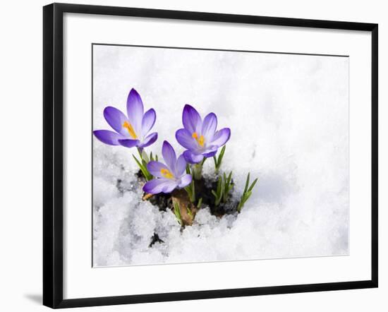 Crocuses in Snow-Volkova Irina-Framed Photographic Print