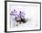 Crocuses in Snow-Volkova Irina-Framed Photographic Print