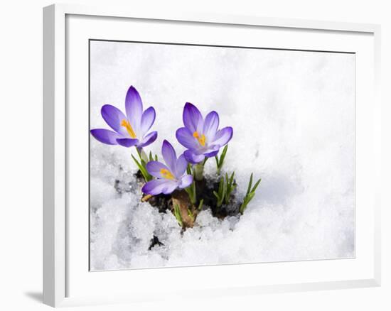 Crocuses in Snow-Volkova Irina-Framed Photographic Print