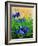 Crocuses-Pol Ledent-Framed Art Print