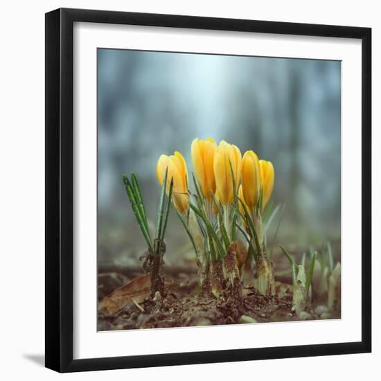 Crocuses-Ben Heine-Framed Photographic Print