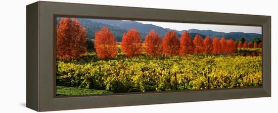 Crop in a Vineyard, Napa Valley, California, USA-null-Framed Premier Image Canvas