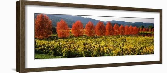 Crop in a Vineyard, Napa Valley, California, USA-null-Framed Photographic Print