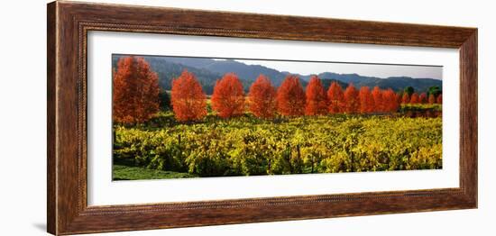 Crop in a Vineyard, Napa Valley, California, USA-null-Framed Photographic Print