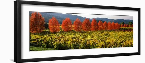 Crop in a Vineyard, Napa Valley, California, USA-null-Framed Photographic Print