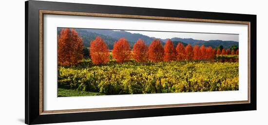 Crop in a Vineyard, Napa Valley, California, USA-null-Framed Photographic Print