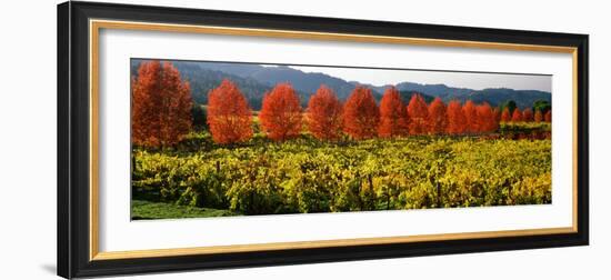 Crop in a Vineyard, Napa Valley, California, USA-null-Framed Photographic Print