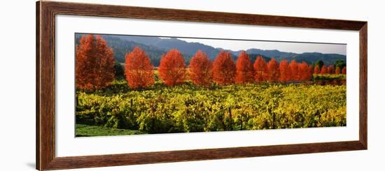 Crop in a Vineyard, Napa Valley, California, USA-null-Framed Photographic Print