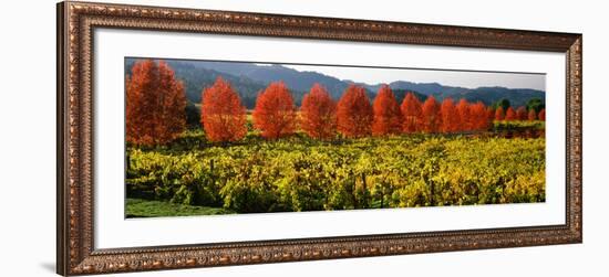 Crop in a Vineyard, Napa Valley, California, USA-null-Framed Photographic Print