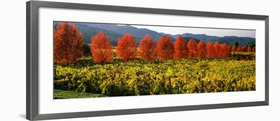 Crop in a Vineyard, Napa Valley, California, USA-null-Framed Photographic Print