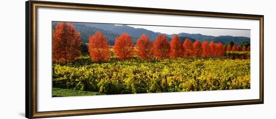 Crop in a Vineyard, Napa Valley, California, USA-null-Framed Photographic Print