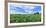 Crop in field with old style barn in the background, Stelle, Ford County, Illinois, USA-Panoramic Images-Framed Photographic Print