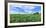 Crop in field with old style barn in the background, Stelle, Ford County, Illinois, USA-Panoramic Images-Framed Photographic Print