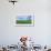 Crop in field with old style barn in the background, Stelle, Ford County, Illinois, USA-Panoramic Images-Framed Photographic Print displayed on a wall