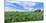 Crop in field with old style barn in the background, Stelle, Ford County, Illinois, USA-Panoramic Images-Mounted Photographic Print