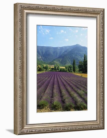 Crop of Lavender, Le Plateau De Sault, Provence, France-Guy Thouvenin-Framed Photographic Print