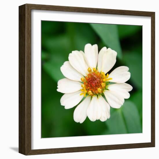 Cropped Garden Flowers I-Laura DeNardo-Framed Photographic Print