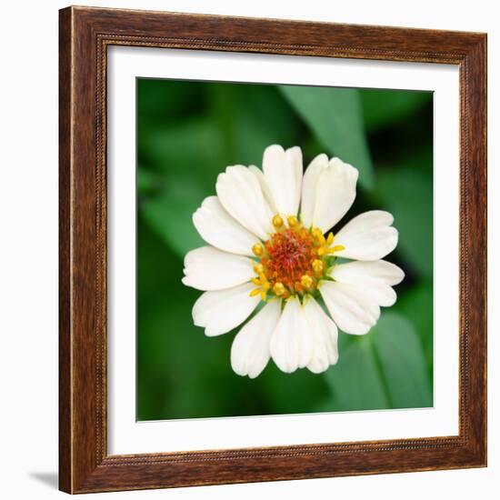 Cropped Garden Flowers I-Laura DeNardo-Framed Photographic Print