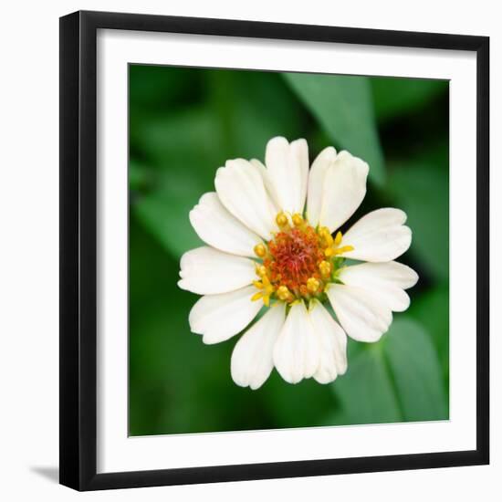 Cropped Garden Flowers I-Laura DeNardo-Framed Photographic Print