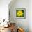 Cropped Garden Flowers II-Laura DeNardo-Framed Photographic Print displayed on a wall