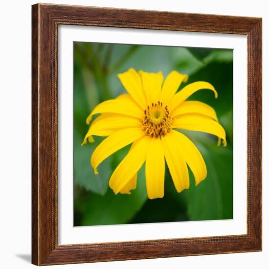 Cropped Garden Flowers II-Laura DeNardo-Framed Photographic Print