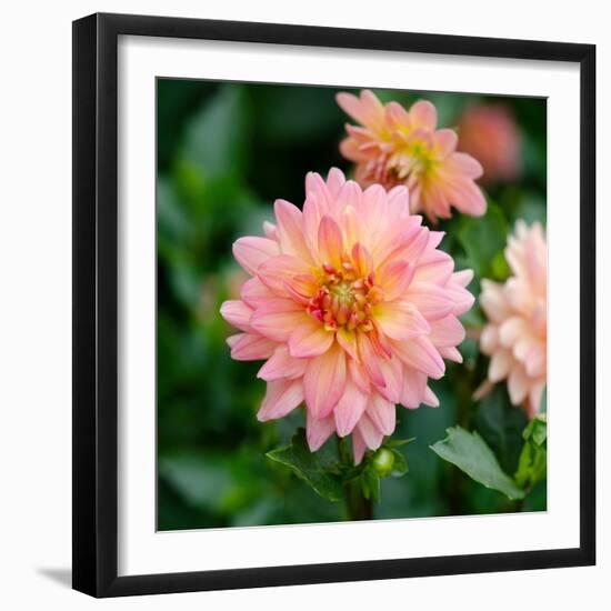 Cropped Garden Flowers III-Laura DeNardo-Framed Photographic Print