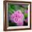 Cropped Garden Flowers IV-Laura DeNardo-Framed Photographic Print