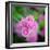 Cropped Garden Flowers IV-Laura DeNardo-Framed Photographic Print