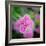 Cropped Garden Flowers IV-Laura DeNardo-Framed Photographic Print