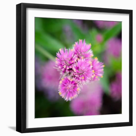 Cropped Garden Flowers IV-Laura DeNardo-Framed Photographic Print