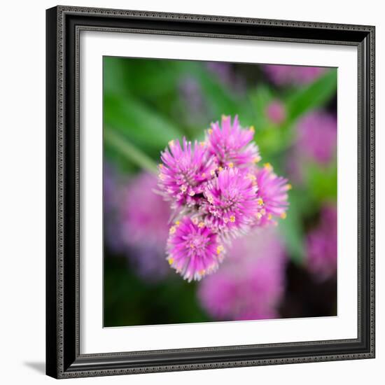 Cropped Garden Flowers IV-Laura DeNardo-Framed Photographic Print