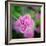 Cropped Garden Flowers IV-Laura DeNardo-Framed Photographic Print