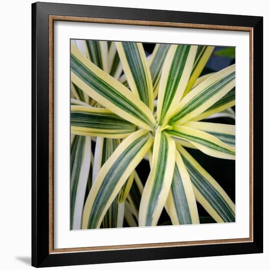 Cropped Garden Leaves I-Laura DeNardo-Framed Photographic Print