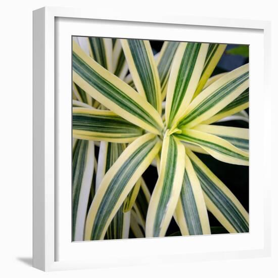 Cropped Garden Leaves I-Laura DeNardo-Framed Photographic Print