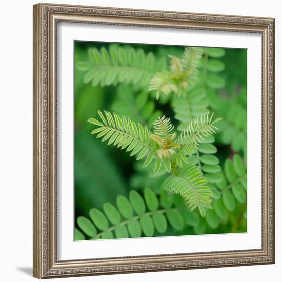 Cropped Garden Leaves II-Laura DeNardo-Framed Photographic Print