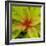 Cropped Garden Leaves III-Laura DeNardo-Framed Photographic Print