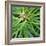 Cropped Garden Leaves V-Laura DeNardo-Framed Photographic Print