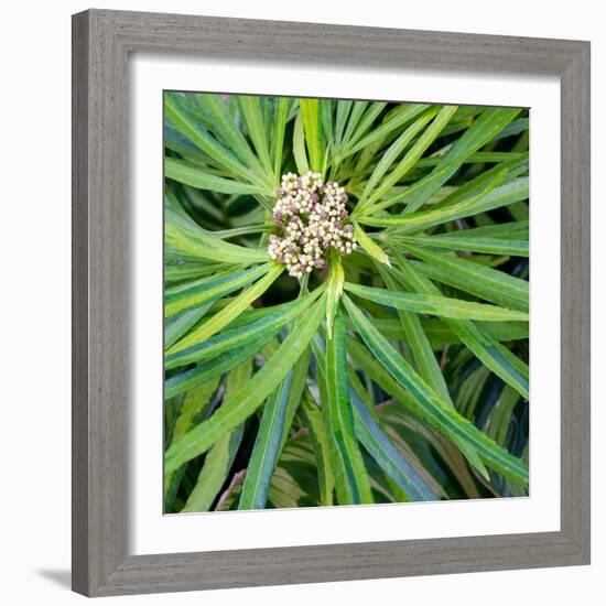 Cropped Garden Leaves V-Laura DeNardo-Framed Photographic Print