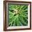 Cropped Garden Leaves V-Laura DeNardo-Framed Photographic Print