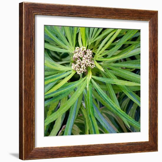 Cropped Garden Leaves V-Laura DeNardo-Framed Photographic Print