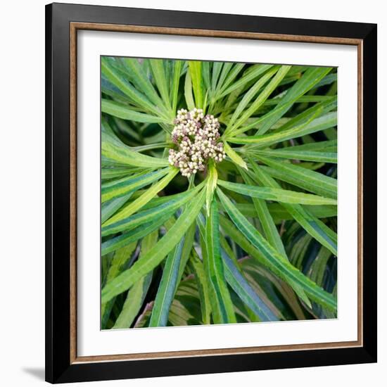 Cropped Garden Leaves V-Laura DeNardo-Framed Photographic Print