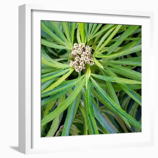 Cropped Garden Leaves V-Laura DeNardo-Framed Photographic Print