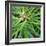 Cropped Garden Leaves V-Laura DeNardo-Framed Photographic Print