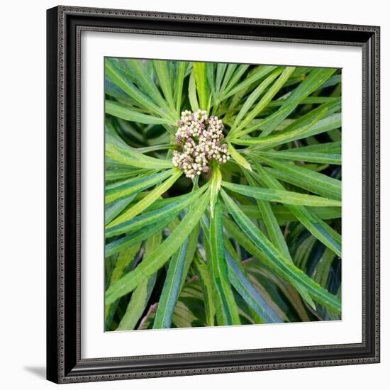 Cropped Garden Leaves V-Laura DeNardo-Framed Photographic Print