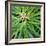 Cropped Garden Leaves V-Laura DeNardo-Framed Photographic Print