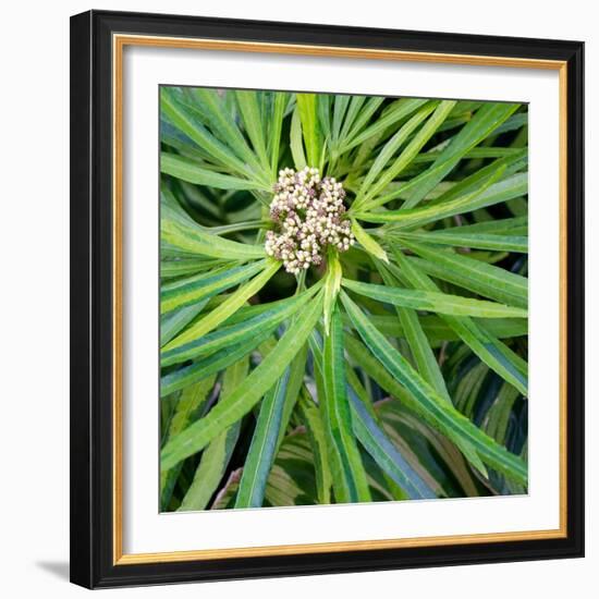 Cropped Garden Leaves V-Laura DeNardo-Framed Photographic Print