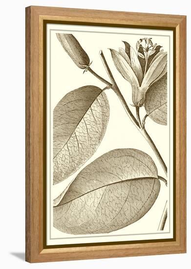 Cropped Sepia Botanical II-Vision Studio-Framed Stretched Canvas