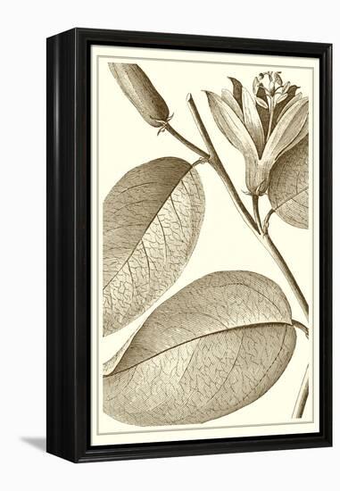 Cropped Sepia Botanical II-Vision Studio-Framed Stretched Canvas