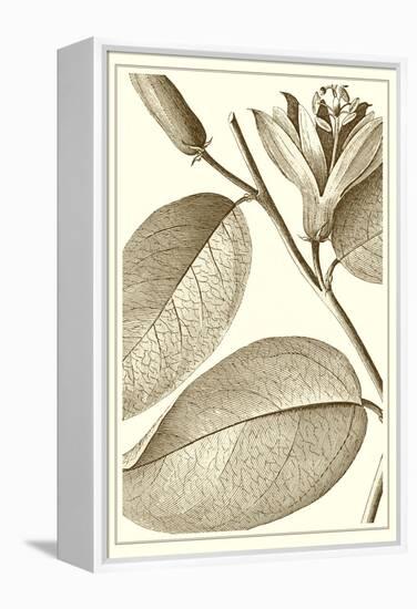 Cropped Sepia Botanical II-Vision Studio-Framed Stretched Canvas