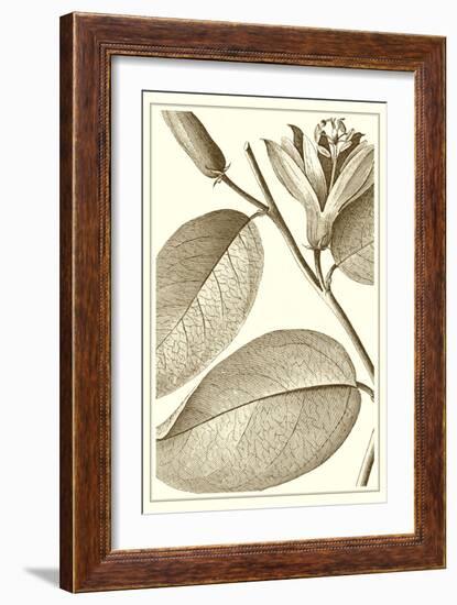 Cropped Sepia Botanical II-Vision Studio-Framed Premium Giclee Print